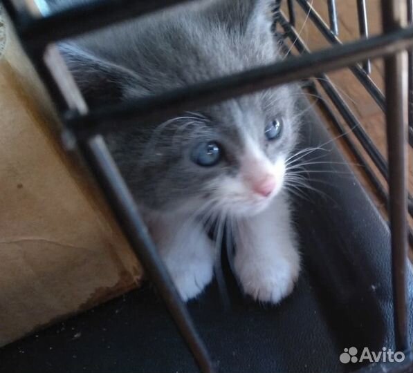 Котята 1, 5 месяца