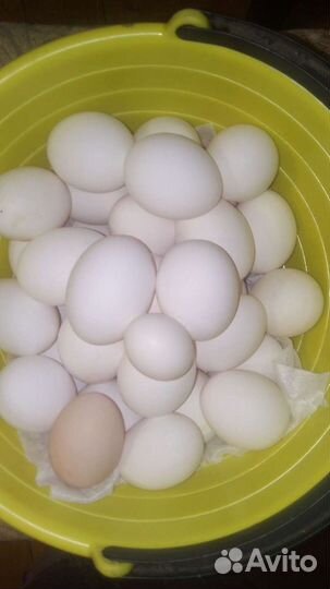 Баранье мясо. Доставка