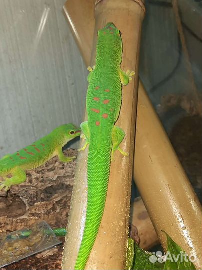 Фельзума грандис