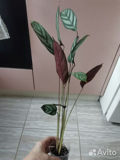 Ктенанта Опенгейма