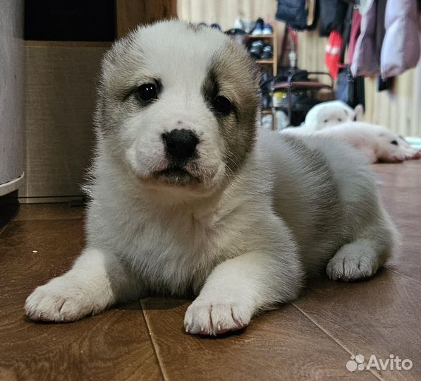 Щенки среднеазиатской овчарки