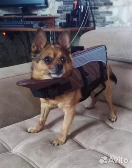 Жилет спасательный для маленьких собак