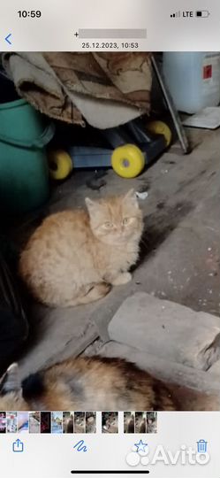 Котята в добрые руки даром бесплатно