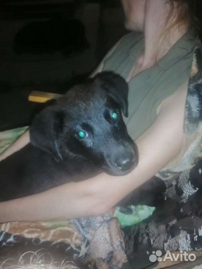 Щенки лабрадора