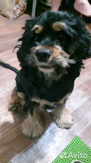 Собака в добрые руки, отдам бесплатно