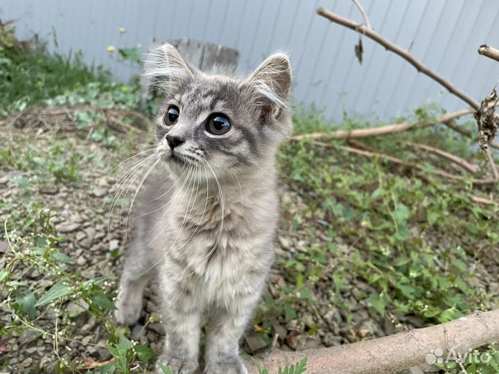 Милый котенок 3,5мес