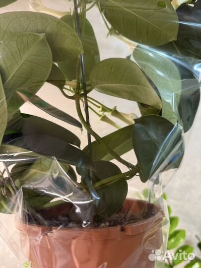 Жасмин стефанотис