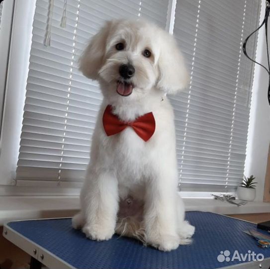 Мальтипу вязка