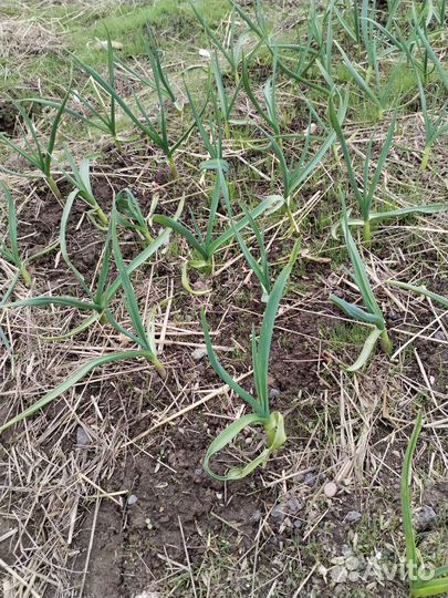 Чеснок на посадку