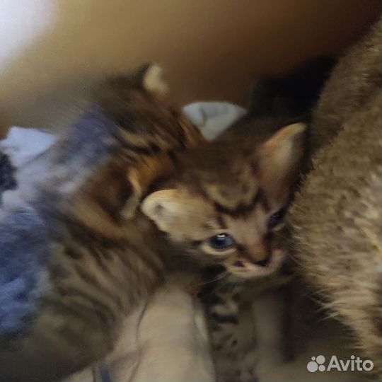 Кошка котята