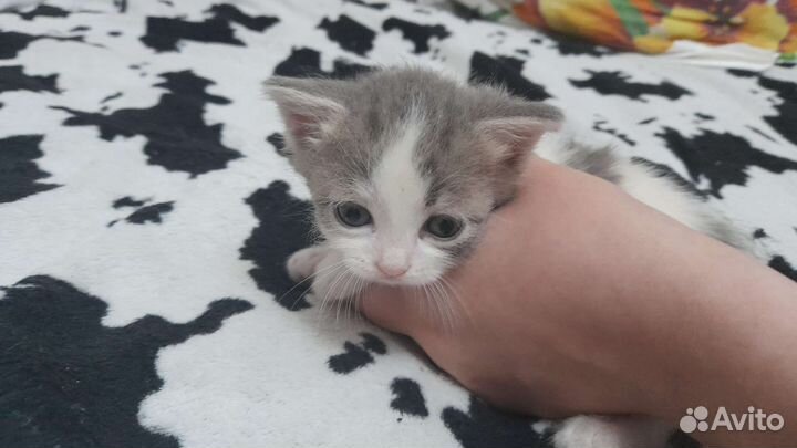 Кошка в дар