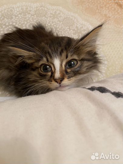 Котенок 2-3месяца