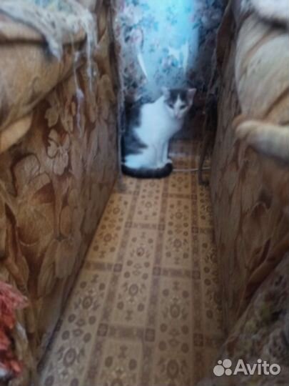 Отдам в добрые руки