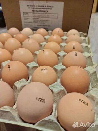 Европейский бройлер росс 308