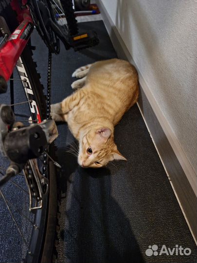 Отдается рыжий кот