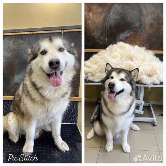 Услуги грумера