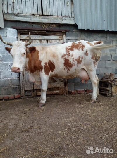 Корова дойная