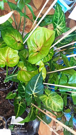 Сортовые сингониумы