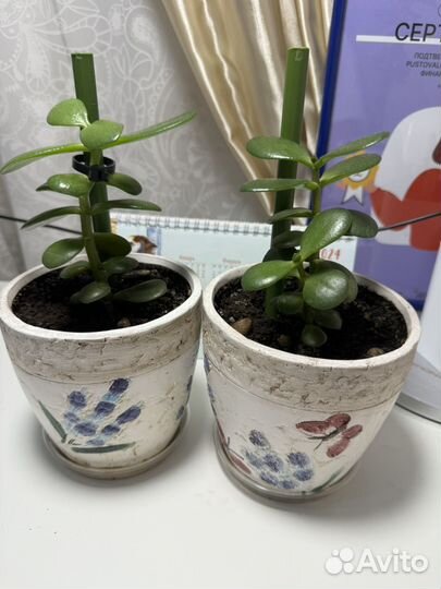 Крассула.Толстянка.Денежное дерево