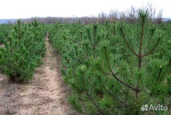 Сосна Русская с доставкой на дом