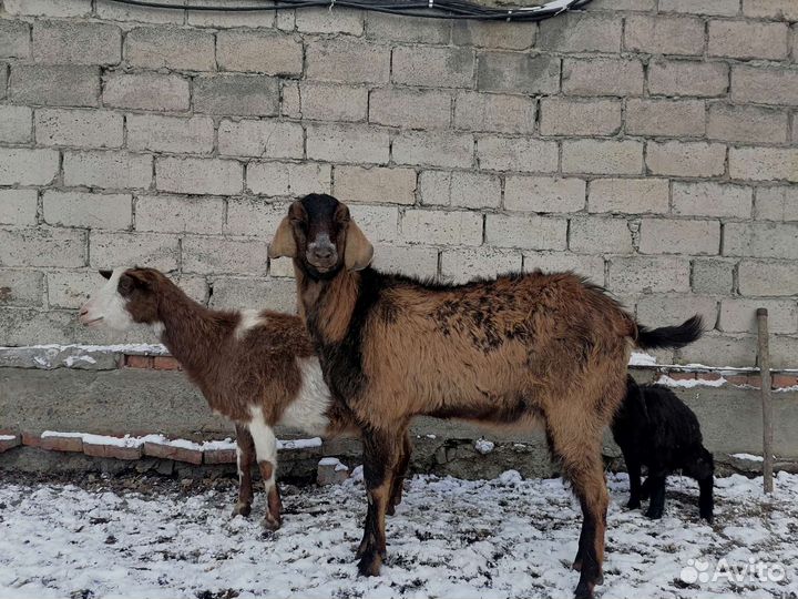 Козел на племя, козы дойные
