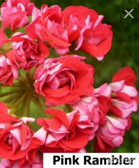 Пеларгонии