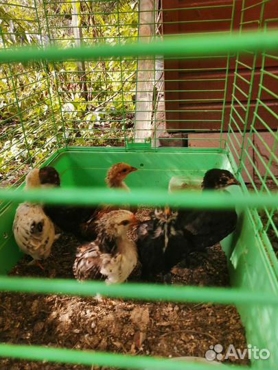 Семья кур бентамки