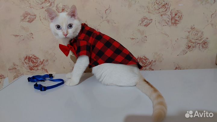 Кот манчкин long