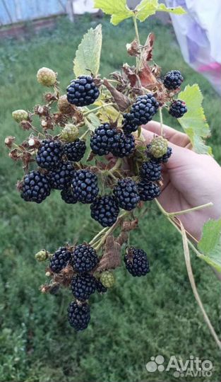 Ежемалина тайберри