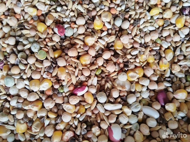 Корм зерновой,замочка- пророст для попугаев