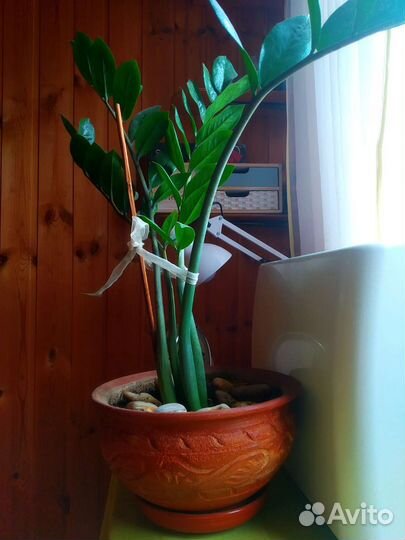 Замиокулькас