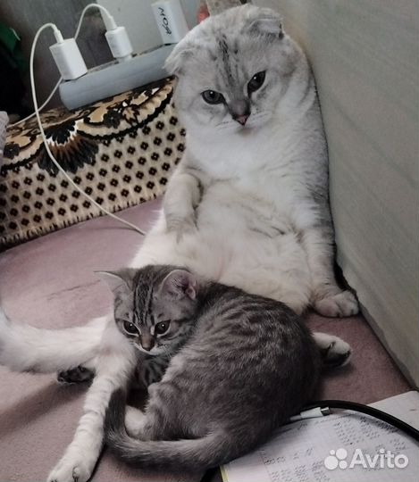 Британские котята