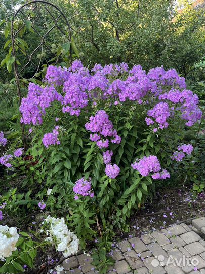 Флоксы на продажу
