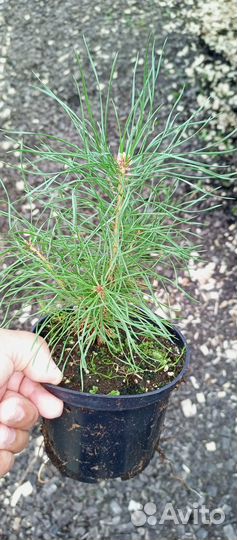 Саженцы горной сосны, туи,ели голубой,пихты