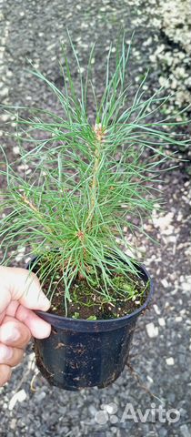 Саженцы горной сосны, туи,ели голубой,пихты