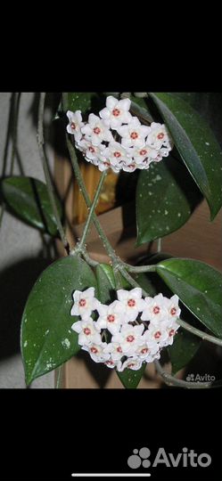 Хойя взрослое растение