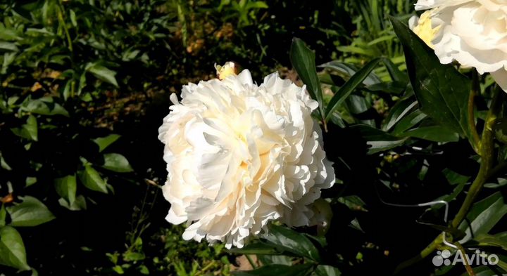 Пион Соланж, корневища