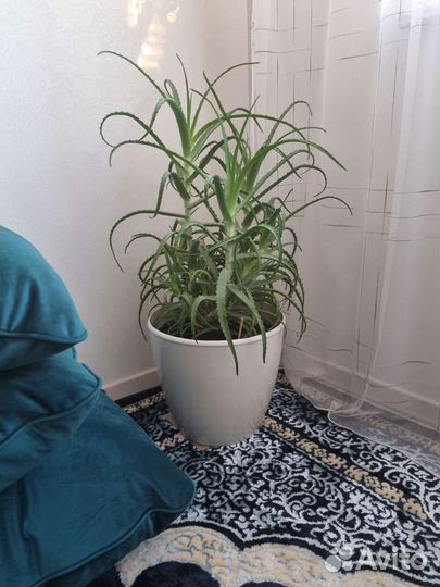 Алоэ с горшком 18л