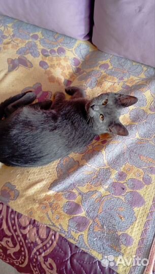 Котята в добрые руки бесплатно