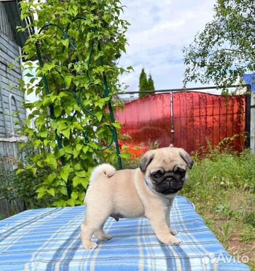 Щенки мопса