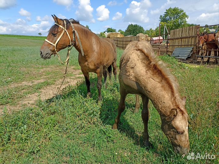 Кобыла с жеребенком