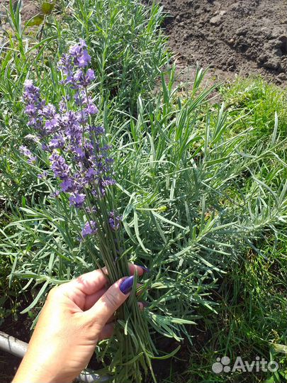 Саженцы Лаванды Hidcote