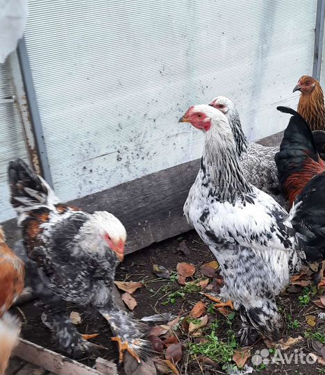 Петух брама 5мес