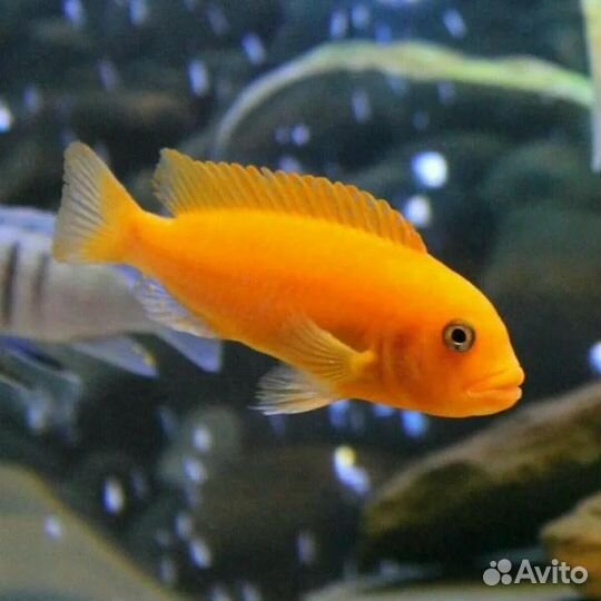 Рыбки в аквариум любого размера