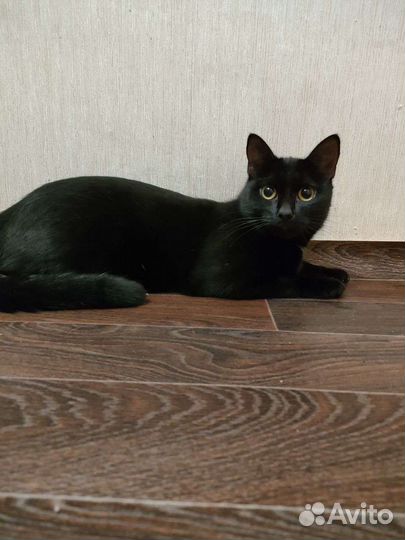 Отдаю котов бесплатно