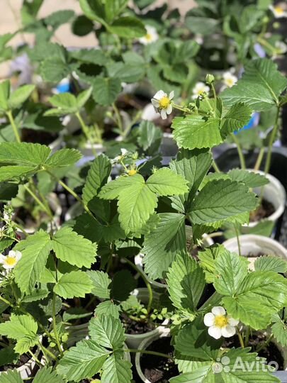 Рассада клубники роскошная