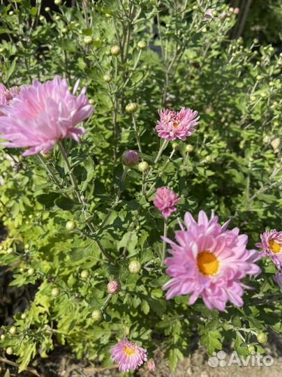 Хризантемы розовые