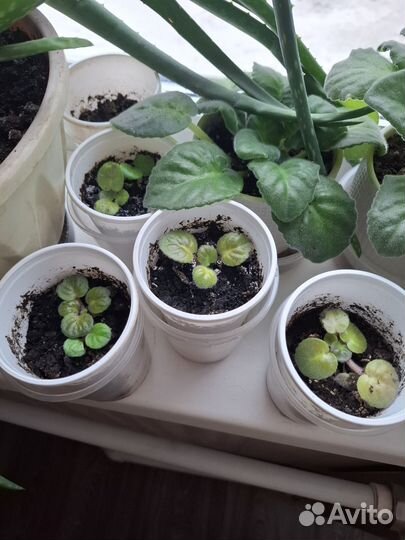 Фиалки детки