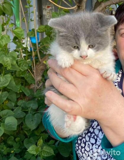 Котята 2 месяца.мальчик и девочка