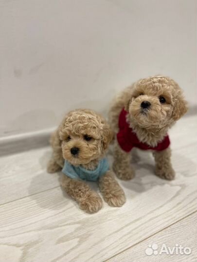 Мальтипу teacup micro teddy f1